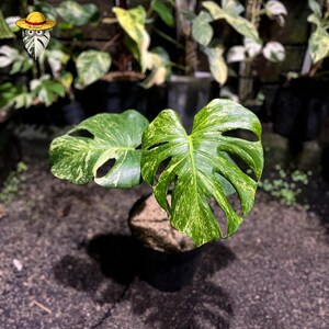 Puede incluir: Una planta de Monstera en maceta con hojas grandes y verdes salpicadas de amarillo. Las hojas tienen divisiones y agujeros distintivos, característicos de la especie Monstera. La planta está en una maceta negra, sobre un fondo de otras plantas.