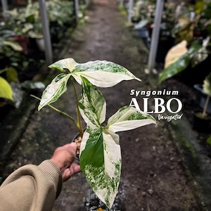 Syngonium Albo Variegated | Arrowhead Plant | Rare Aroid | Real Picture