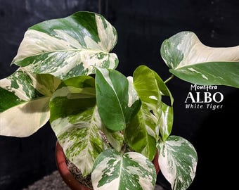 Monstera Albo Tigre blanc panaché | Image réelle | Aroïde tropical rare