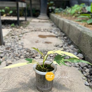 Florida beauty x tortum - Etsy 日本