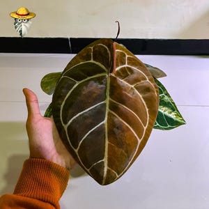 Anthurium Michelle x Bumblebee Variegated – Etablerad moderplanta | Stort sammetsblad | Sällsynt samlarhybrid bild 1