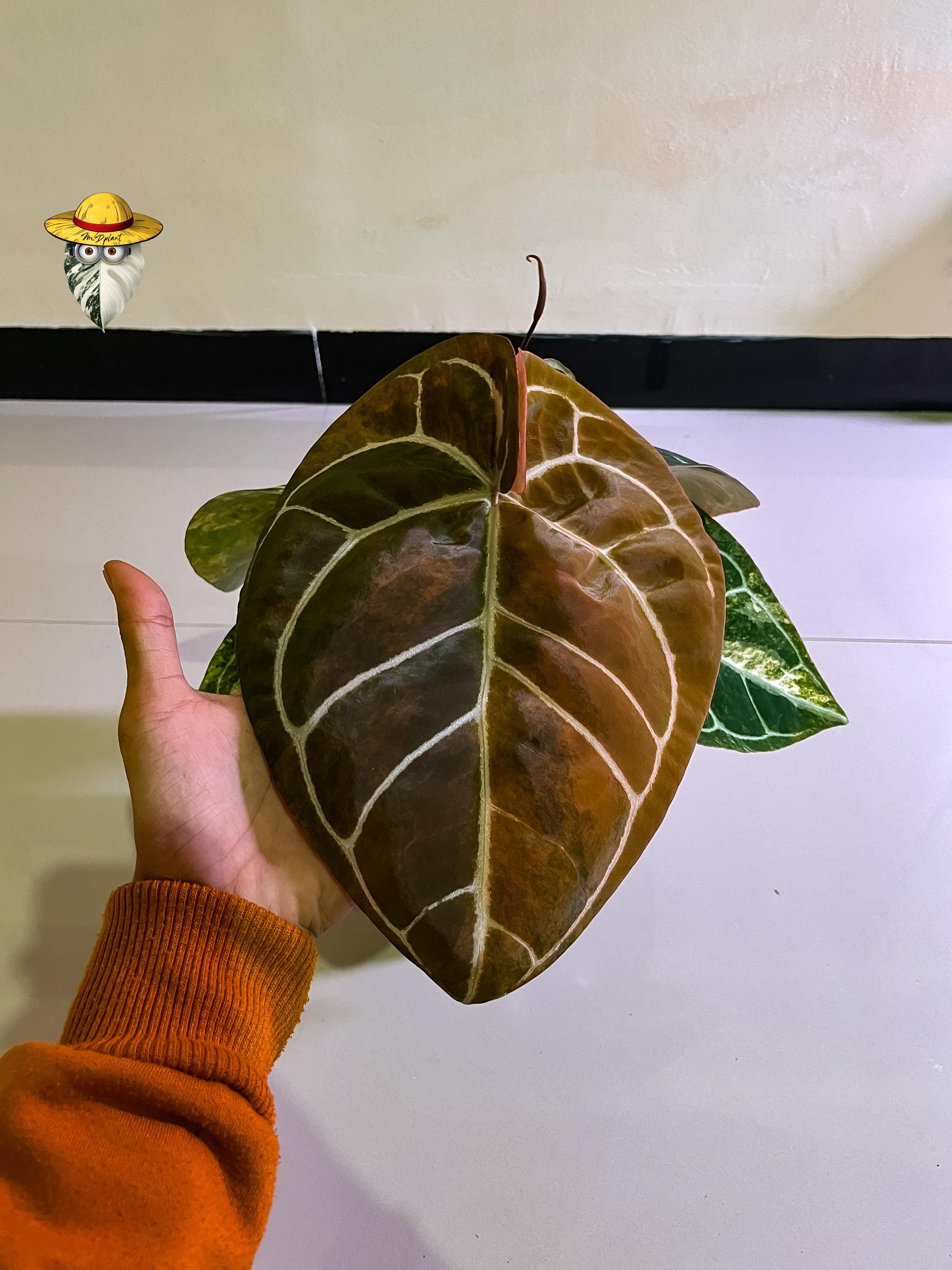 Anthurium michelle - Etsy 日本
