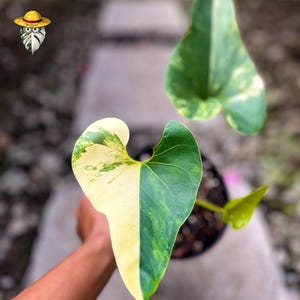 Anthurium Brownie - Etsy