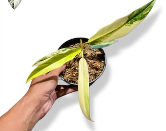 フィロデンドロン キャラメルマーブル 斑入り 生きた熱帯植物（実物写真）