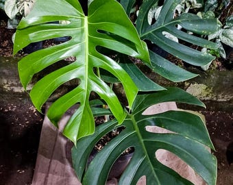 Monstera König Brasilianische Lebende Pflanzen Echtes Foto