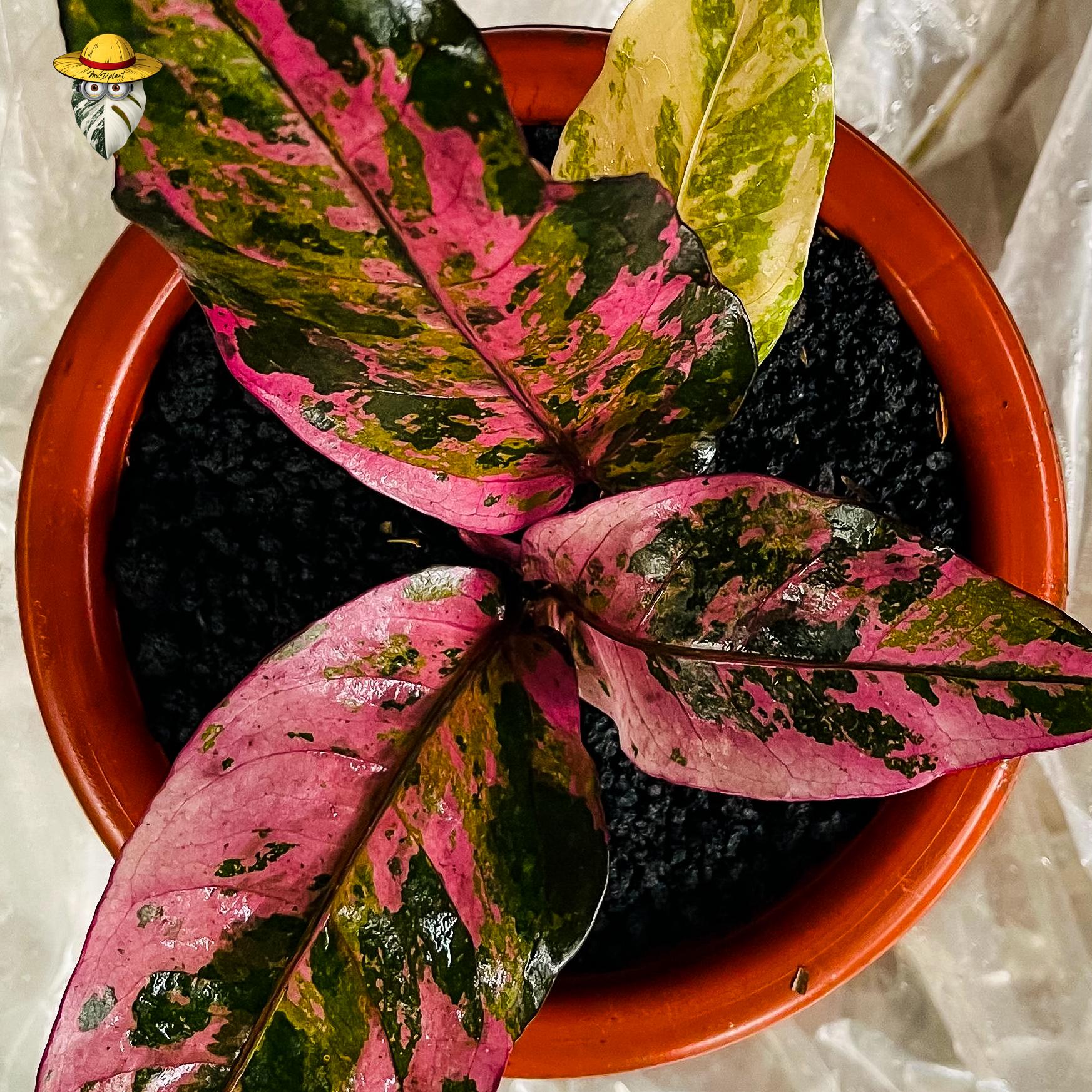 Anthurium Hookeri Pink Diamond Live Plant - Rare Tropical Aroid - Etsy