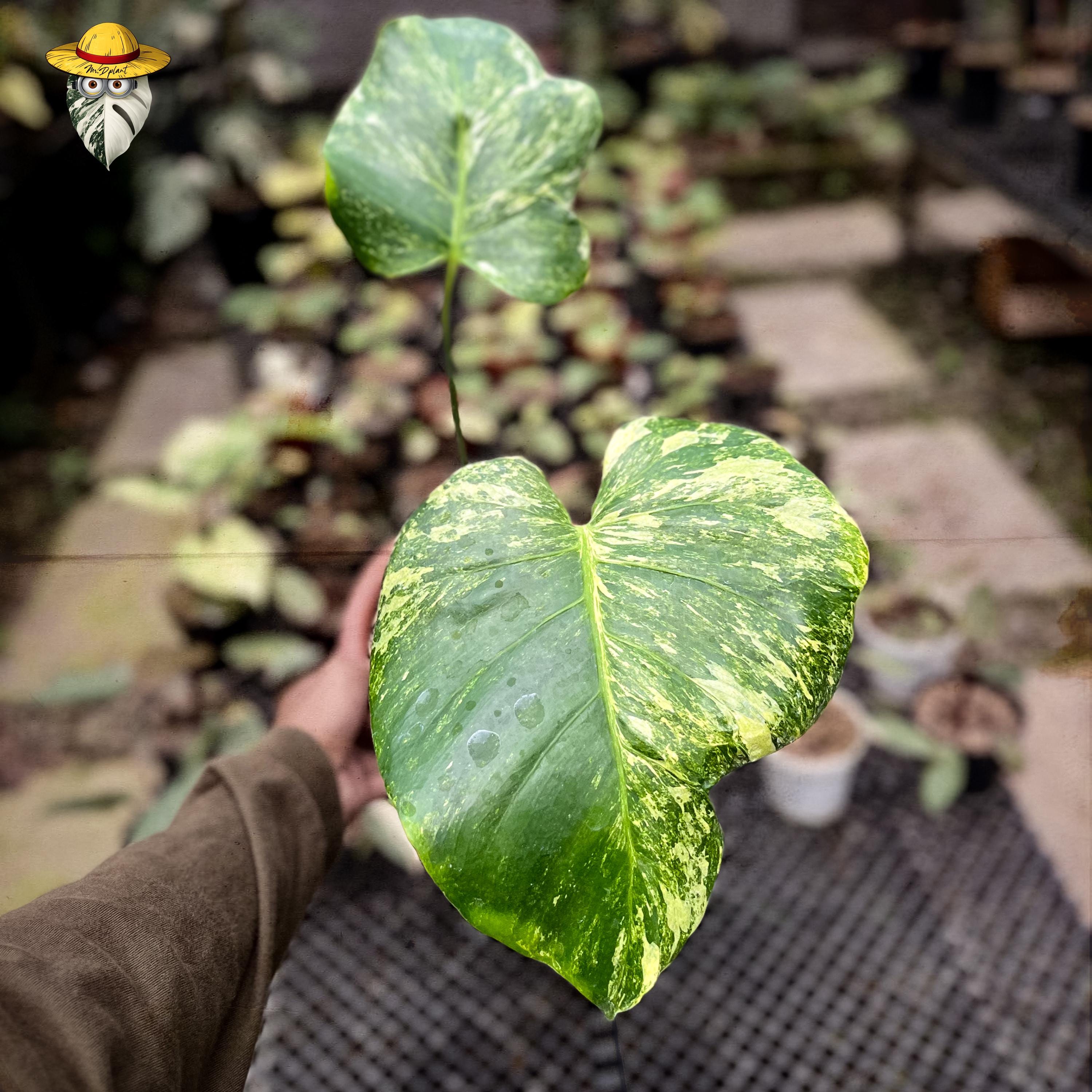Monstera Oceana - Etsy Monstera Oceana - Etsy