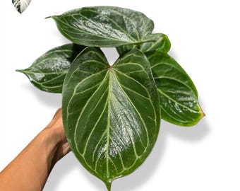 Anthurium HU King of Spades Butterfly Actual Plant (Real Photo)