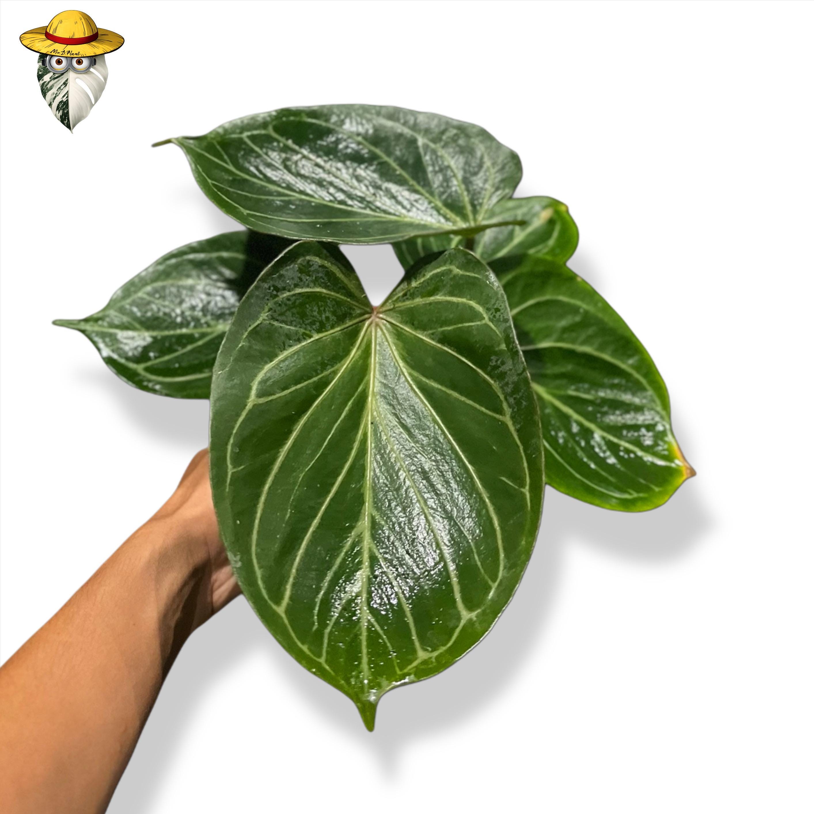Anthurium papillilaminum - Etsy 日本