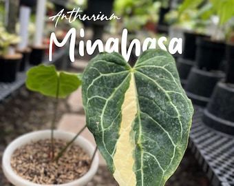 Anthurium Minahasa Variegated – Rare Velvet Anthurium | Real Plant | Collector’s Aroid