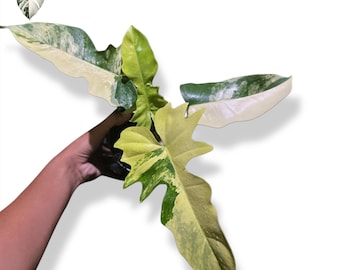 Philodendron Longilobatum 'lelano Miyano' (2.5 In) - Starter Plant - Etsy