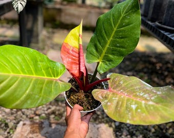 Philodendron Red Moon Variegado, Planta Viva Rara - Planta Tropical Exótica (Foto Real)