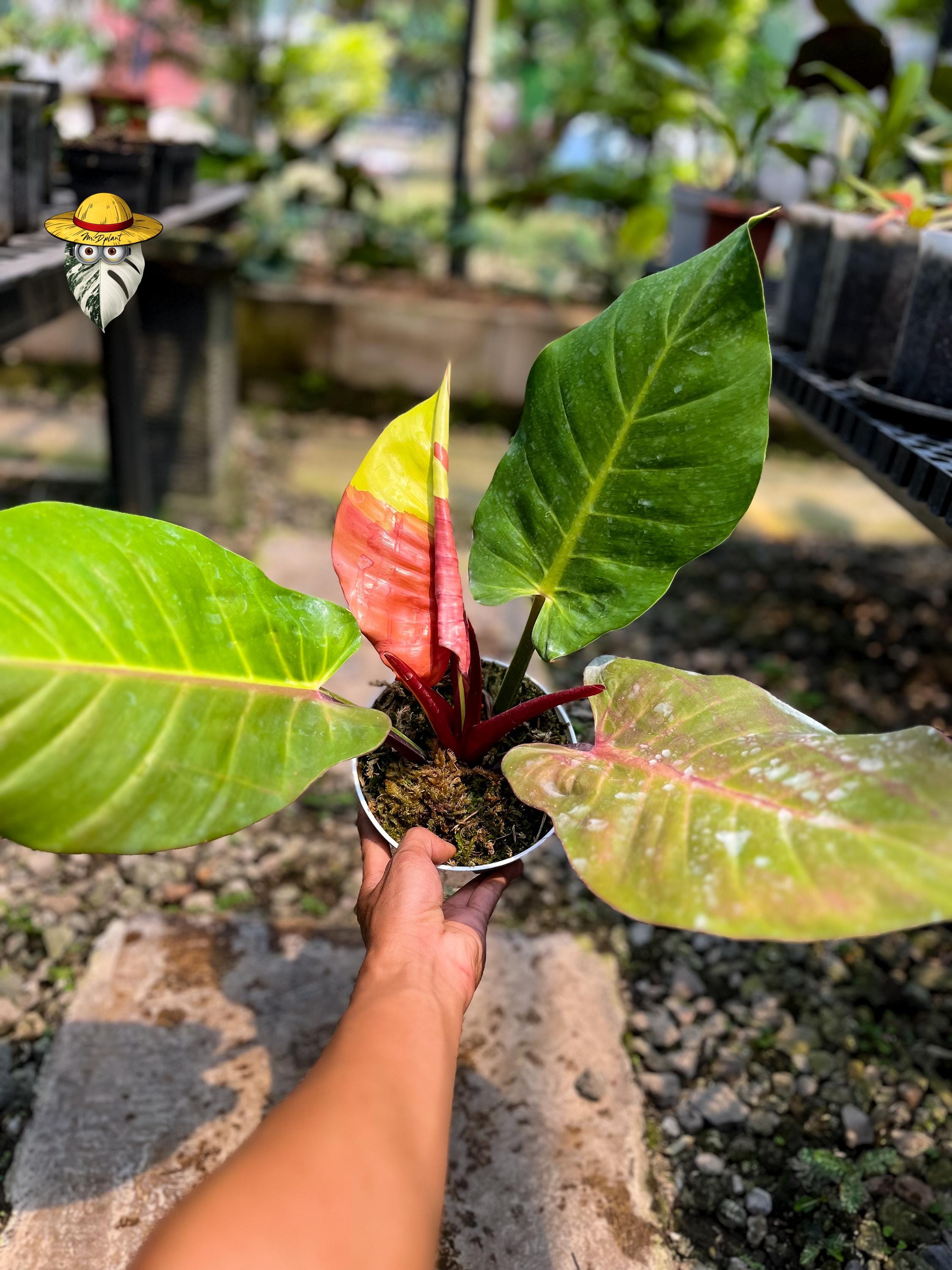 Philodendron red moon - Etsy 日本
