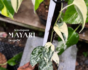 Scindapsus Mayari Silver Variegated | Rare Indoor Plant