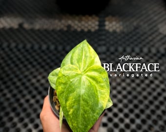Anthurium Black Face Variegated | Real Picture | Tropical Plant | Deep Velvet Leaves