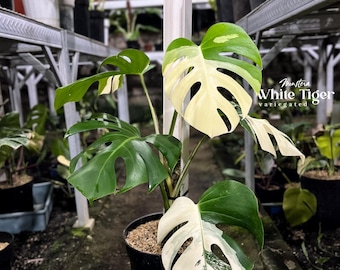 Monstera Albo Tigre blanc panaché | Plante de collection | Image de vraie plante