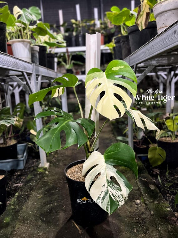 delicious monster plant Decofurn | Delicious Monster Plant in Pot- 66cm
