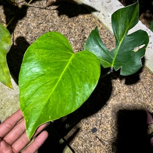 Monstera Brazil - Etsy