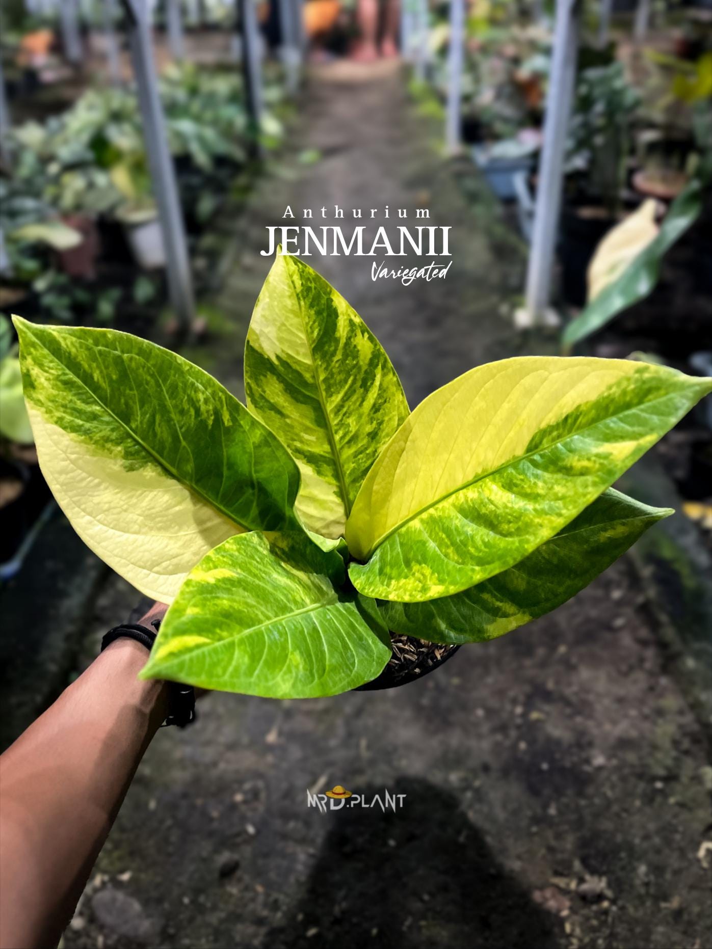 Jenmanii - Etsy 日本