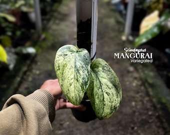 Scindapsus Mangurai Variegated | Rare Aroid