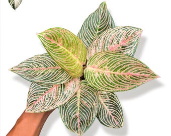 Aglaonema Golden Hope Beauty Live Plant - Etsy
