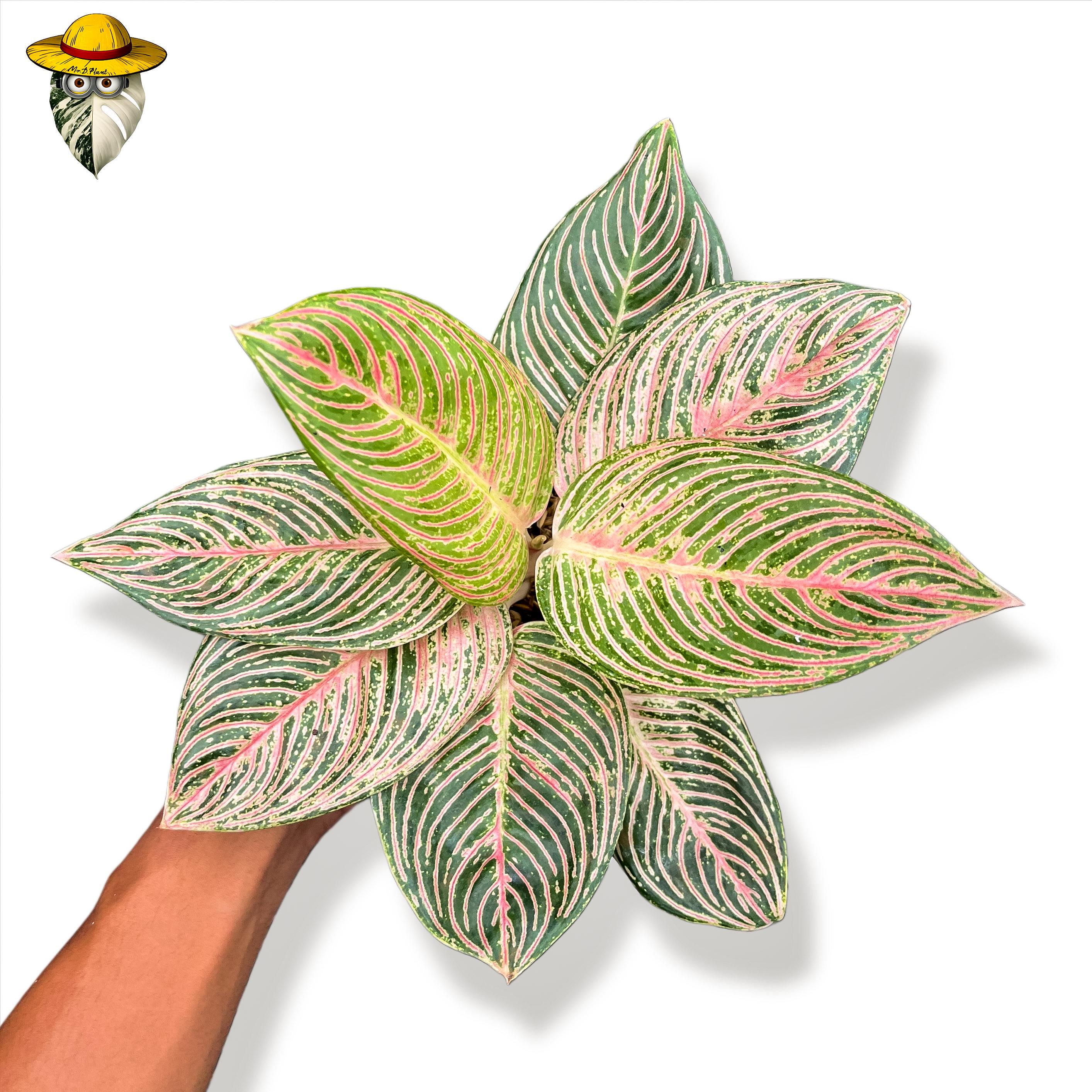 Aglaonema Golden Hope - Etsy