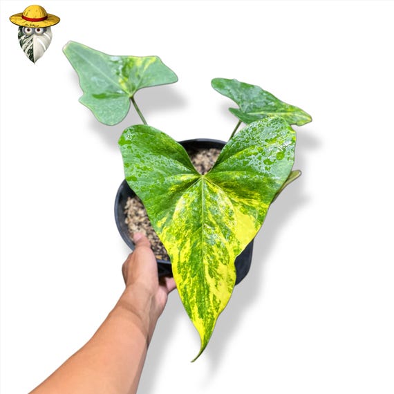 Anthurium Pterodactyl Variegated Indoor Plant (real Photo) Actual Plant -  Etsy Israel
