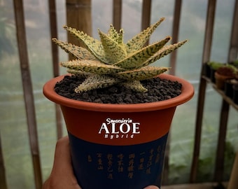 Sansevieria Hybrid Aloe – Rare Succulent Plant | Reference Photo | Easy Care Houseplant