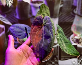 Anthurium variegado Dark Phoenix X Dressleri (planta viva) - Rara aroide madre (foto real)