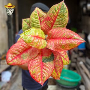 Aglaonema Hughes - Etsy