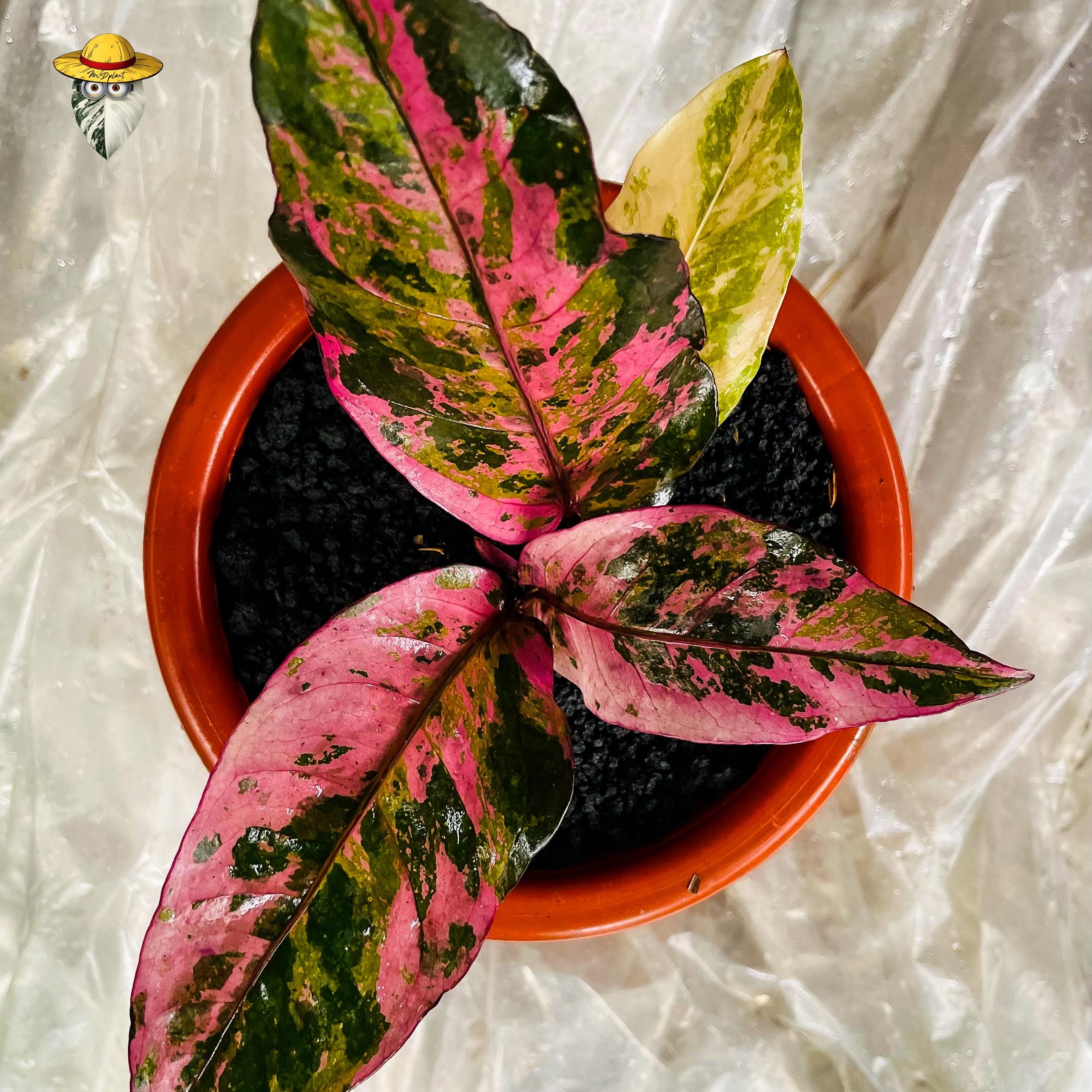 Anthurium Hookeri Pink Diamond Live Plant - Rare Tropical Aroid - Etsy