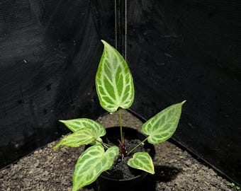 Anthurium Silver Blush / Aroide de colección raro / Imagen de planta real