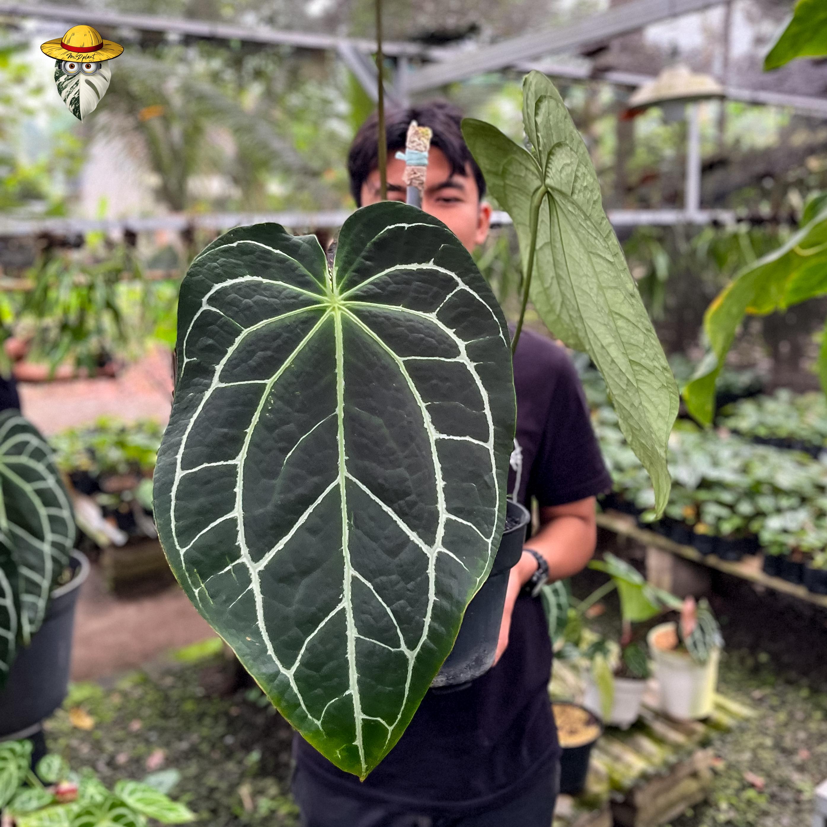 Anthurium Crystallinum X Minahasa Dark Form Live Plant – Exact