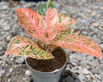 Aglaonema Stardust Orange | Rare Aroid Houseplant