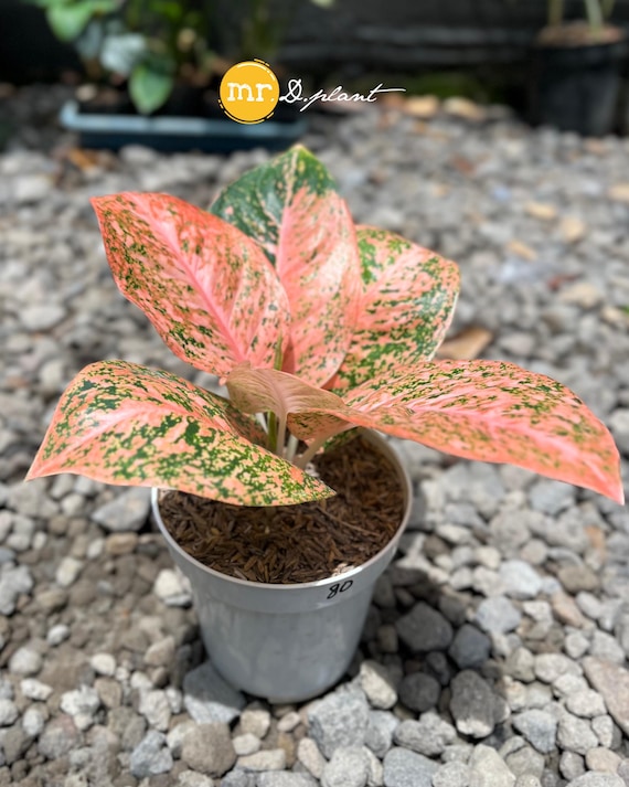 money tree plant indoor Money Tree main image 0