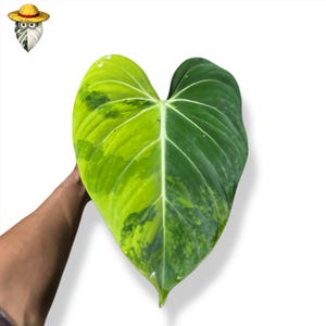 Philodendron gloriosum aurea panaché une feuille (vraie photo) plante réelle