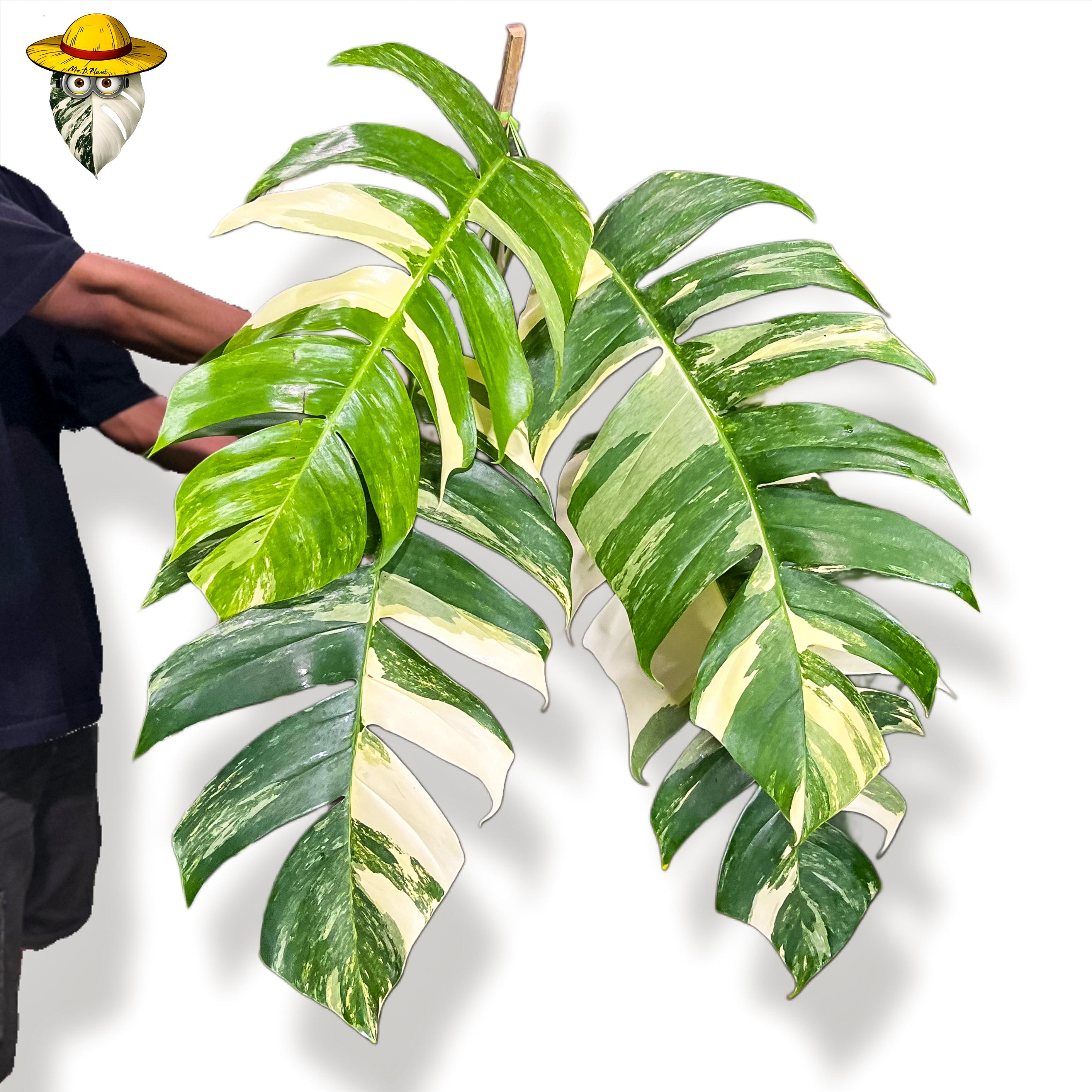 エピプレムナム ギガンテウム アルボ 斑入り 希少株 Epipremnum giganteum variegated - Etsy 日本