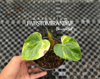 Anthurium Faustomirandae Variegated | Real Picture | Rare Velvet Anthurium | Tropical Plant