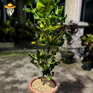 Puede incluir: Una planta de Croton en maceta, con hojas verdes y amarillas vibrantes. Las hojas tienen una forma rizada única. La maceta marrón está llena de mantillo. El fondo está borroso, lo que sugiere un entorno al aire libre.
