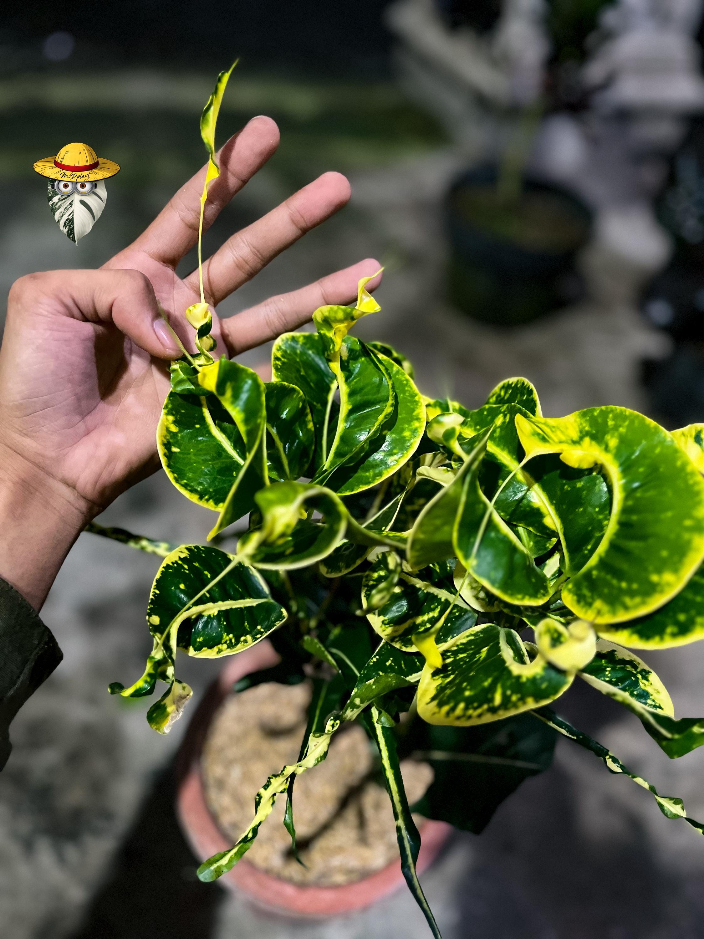 Buy Live Croton Plant Online In India - Etsy India