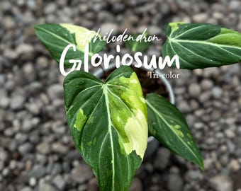 philodendron selloum little hope Philodendron 'Little Hope'