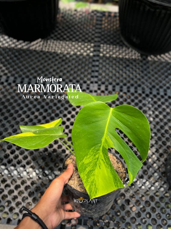 Monstera Marmorata Aurea | Real Picture | Rare Tropical Aroid - Etsy Israel