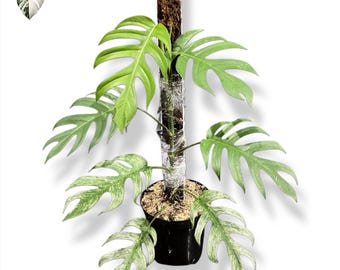 Epipremnum Devil Monster, plantas grandes maduras variegadas en maceta.