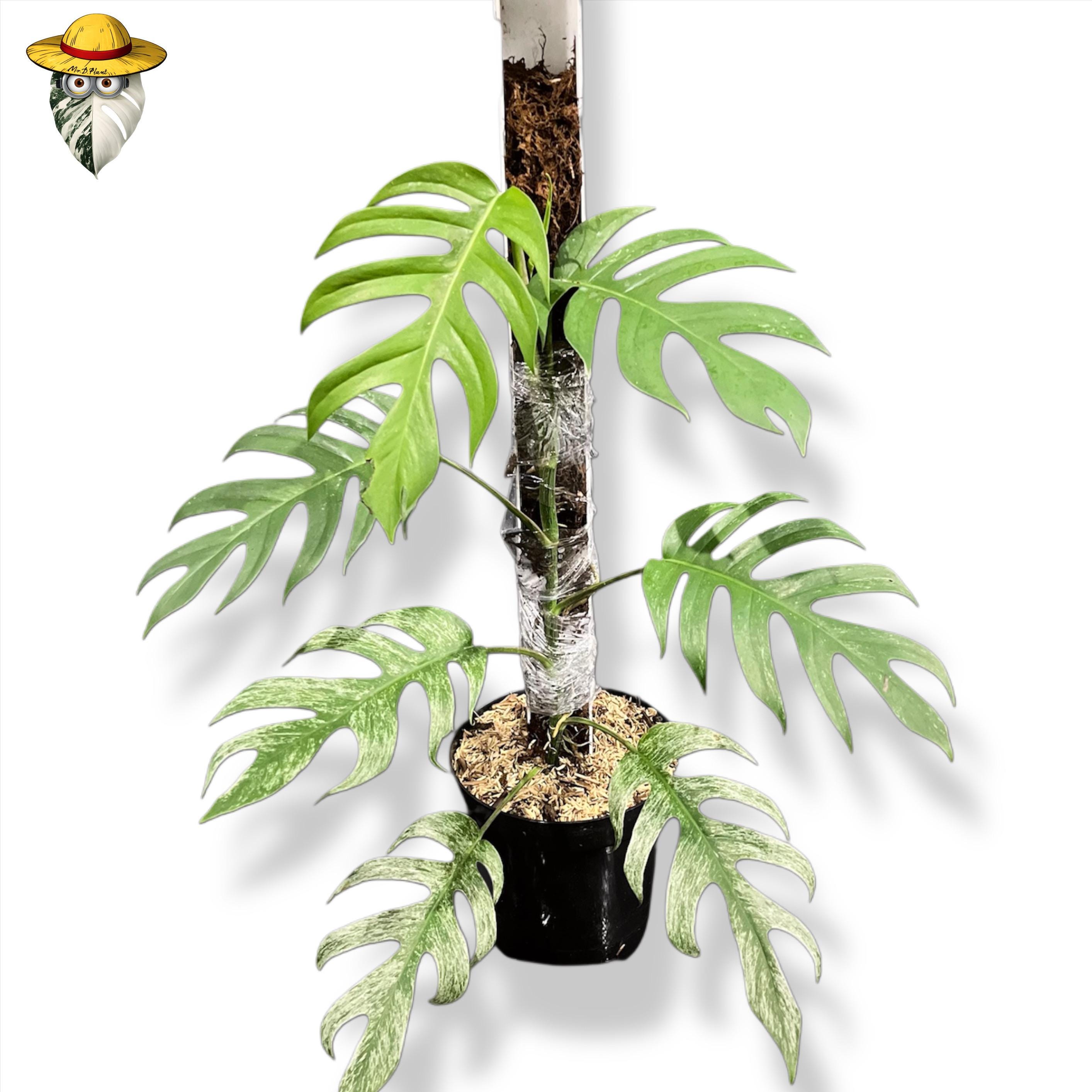 Epipremnum Devil Monster Variegated Mature Large Plants Pot Live