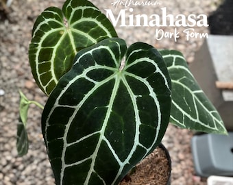 Anthurium Minahasa Dark Form | Real Picture | Tropical Plant | Collector's Aroid