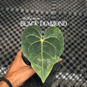 Puede incluir: Primer plano de una planta de Anthurium Black Diamond. La hoja verde oscuro, en forma de corazón, tiene venas prominentes y un nervio central amarillo. La planta está en una maceta negra, sostenida por una persona. El texto "Anthurium BLACK DIAMOND" se muestra en blanco.