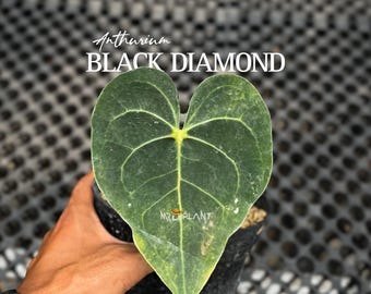 Anthurium Black Diamond / Imagen real / Plántula de una hoja / Arácea rara