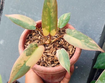 May include: A small Philodendron plant with variegated leaves in shades of green, cream, and pink, potted in a terracotta-coloured container filled with wood chip mulch. The plant features several pointed, lance-shaped leaves extending outward.