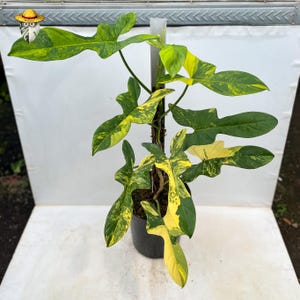 May include: A set of three ceramic mugs with a speckled, matte finish. The mugs are in shades of cream, light gray, and dark gray. Each mug has a simple, minimalist design, perfect for coffee or tea.