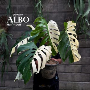 Puede incluir: Una planta en maceta de Monstera Albo Halfmoon con hojas grandes y divididas. Las hojas muestran un llamativo contraste de blanco y verde. La planta se sostiene en una maceta oscura contra una pared gris texturizada, con el texto "Monstera ALBO Halfmoon" visible.